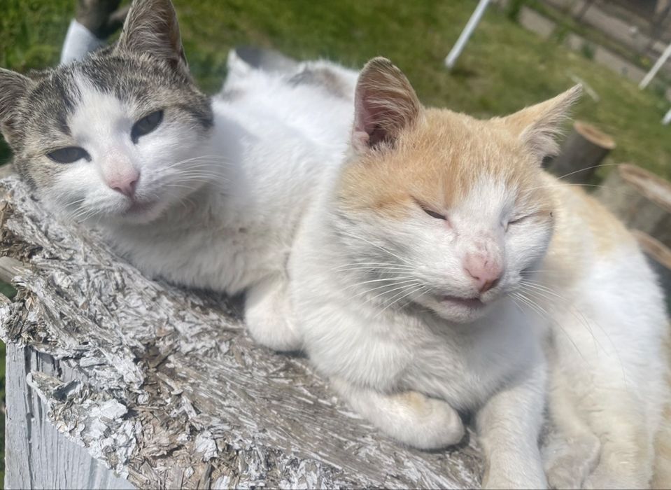 pet sitting animale