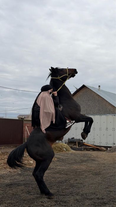 Ат сатылады 8 жасар