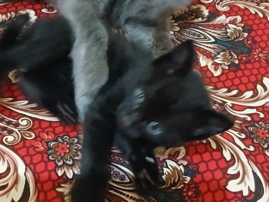 Кара кыз пышык бар