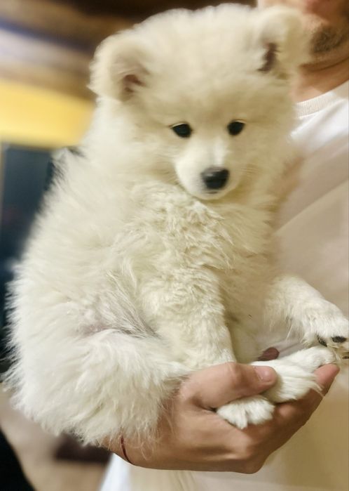 Мини шпиц 2 месеца с паспорт