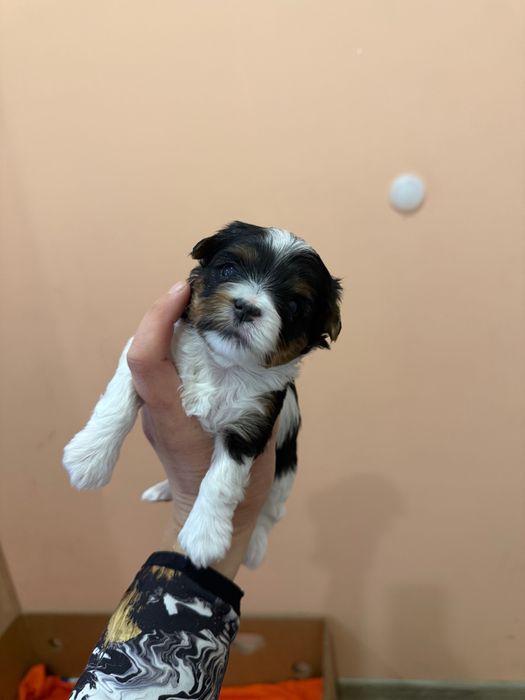 Бивер йоркширски териер