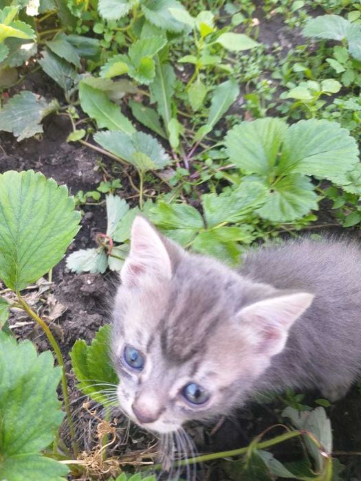 Котята разноцветные
