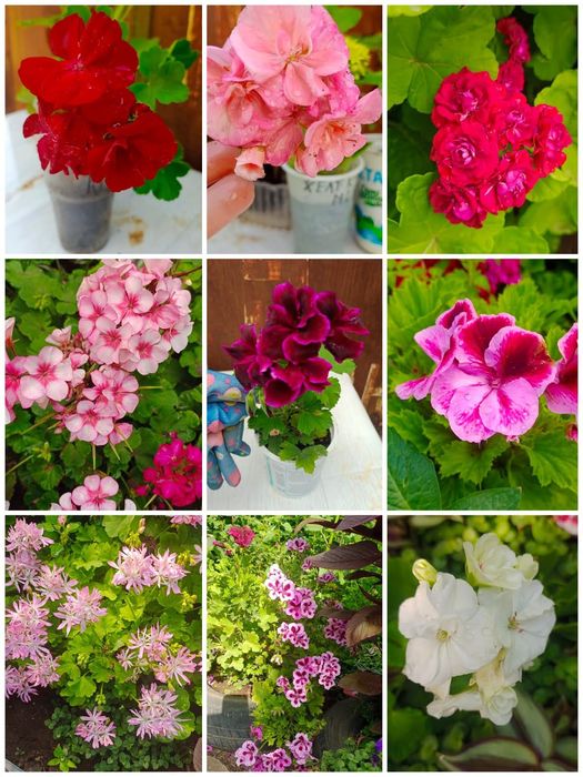 Продам цветы домашнии