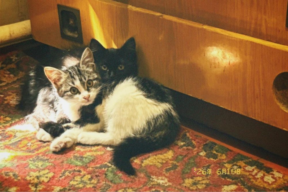Две милые кошечки ищят дом