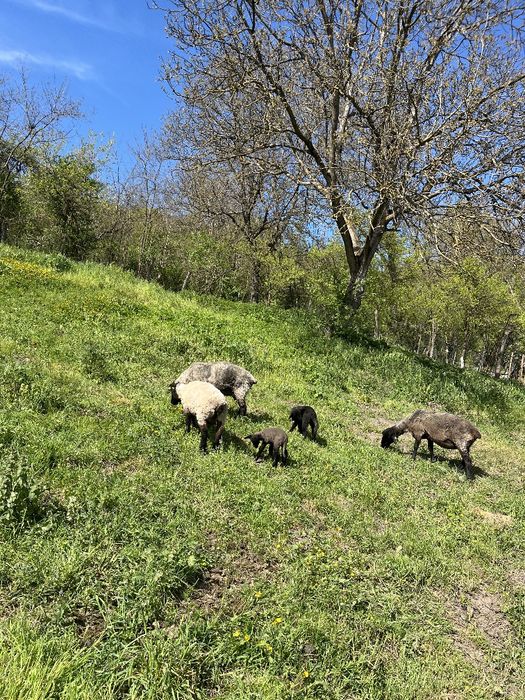 Vând 5 oi și un berbec suffolk