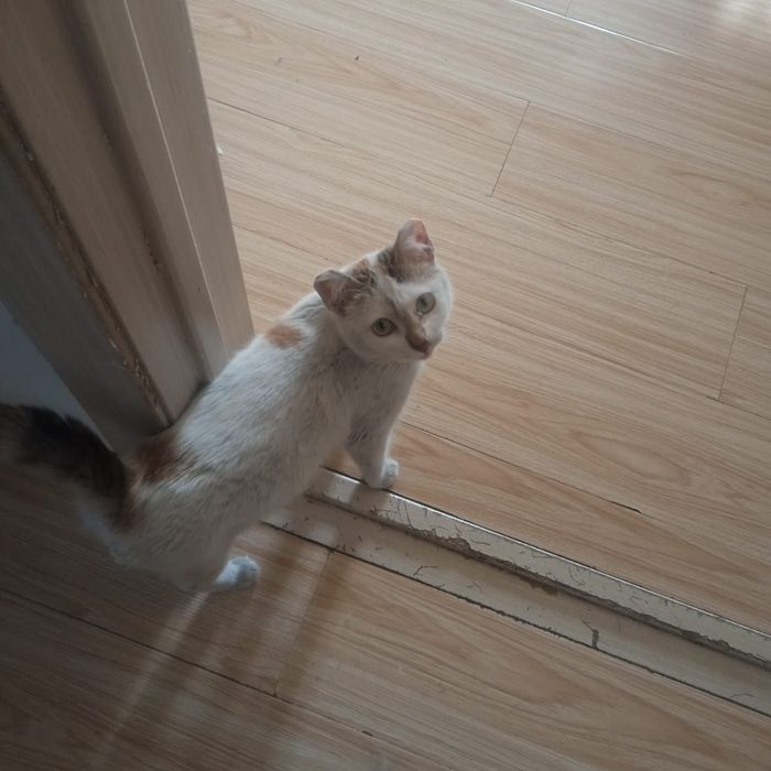 ИЩЕМ ДОМ для кошечки