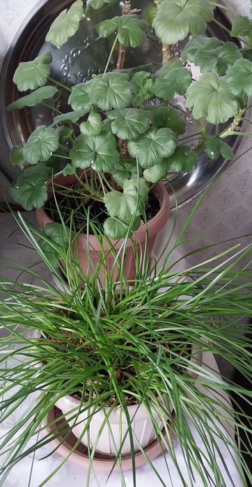 Цветы комнатные и уличные