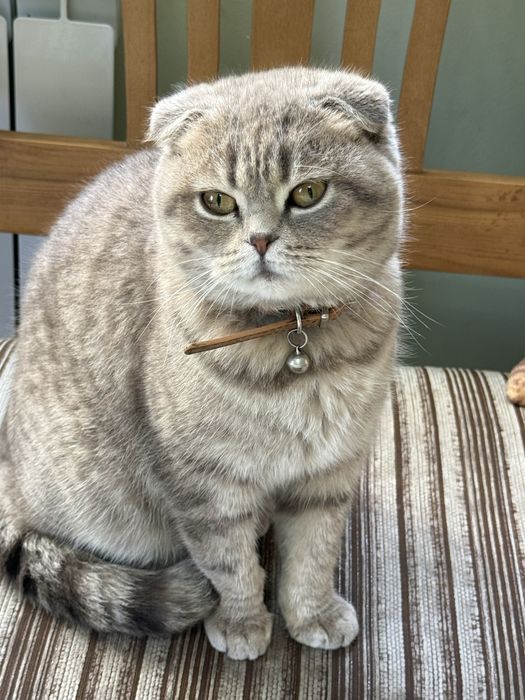 Кошка скоттиш фолд