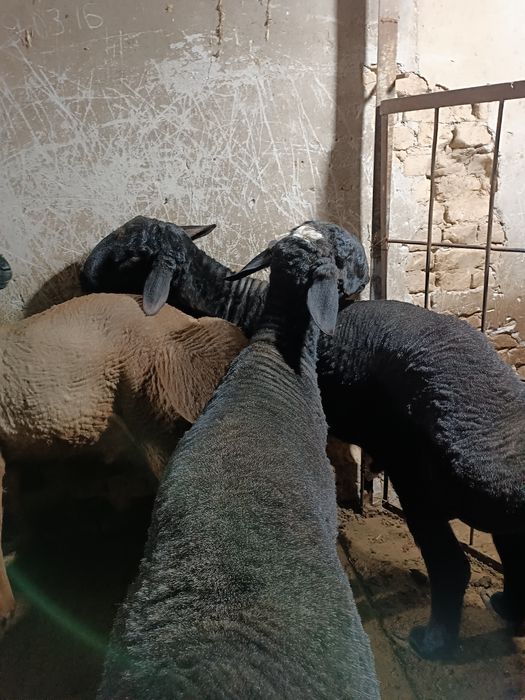 Кой  койлар баран сотилади