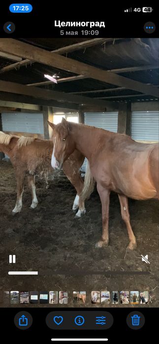 Продается лощадь