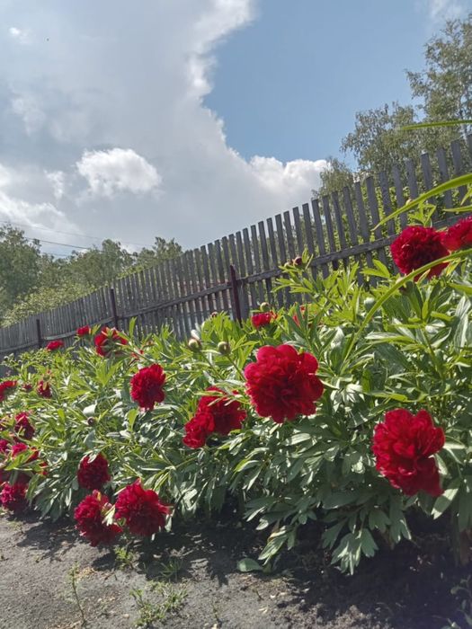 Продам дачу СО «борки»