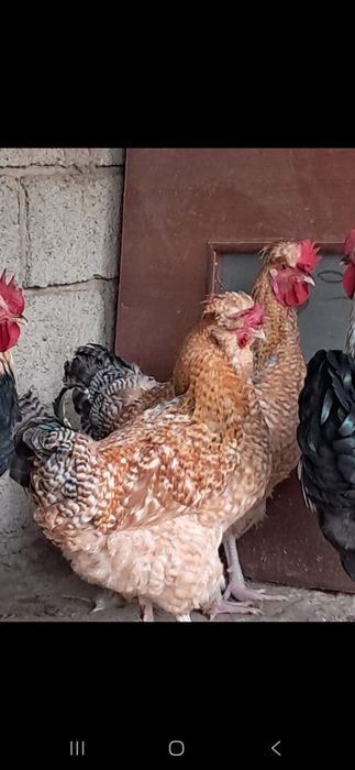 Кораз сатамын...