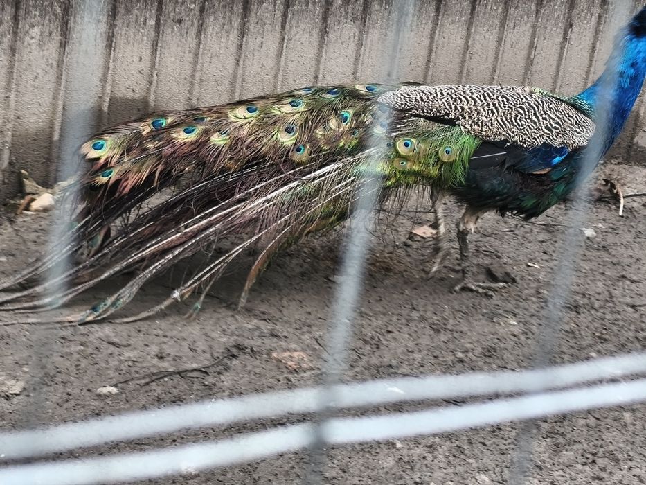 Paun 4 ani vaccinat, deparazitat !