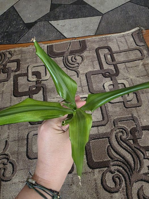 Продам драцену Лемон Лайм