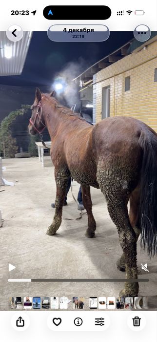 Дончак 4жасар аяақ қолы сау