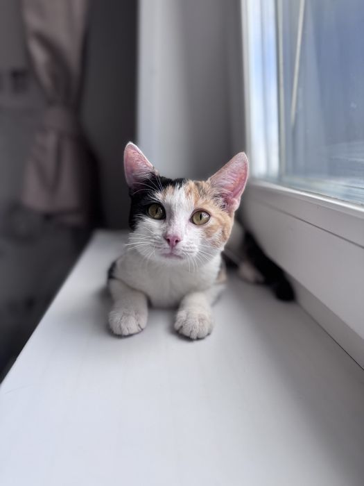 Котенок девочка