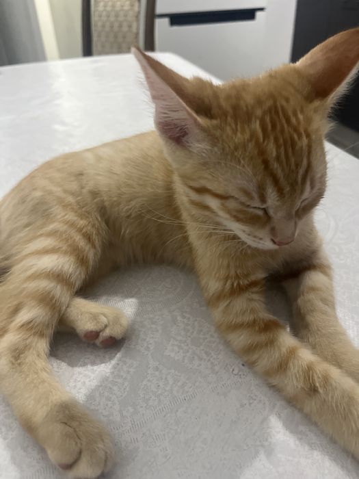 котенок мальчик 4 месяца