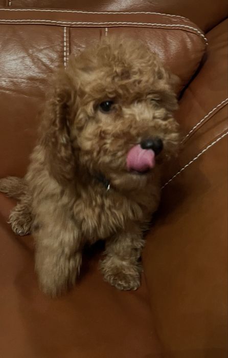 Мини пудели със две ваксини ,на три месеца ,мъжки и женски .