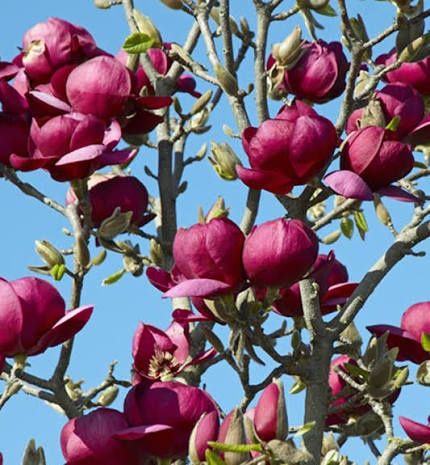 Magnolia black tulip
