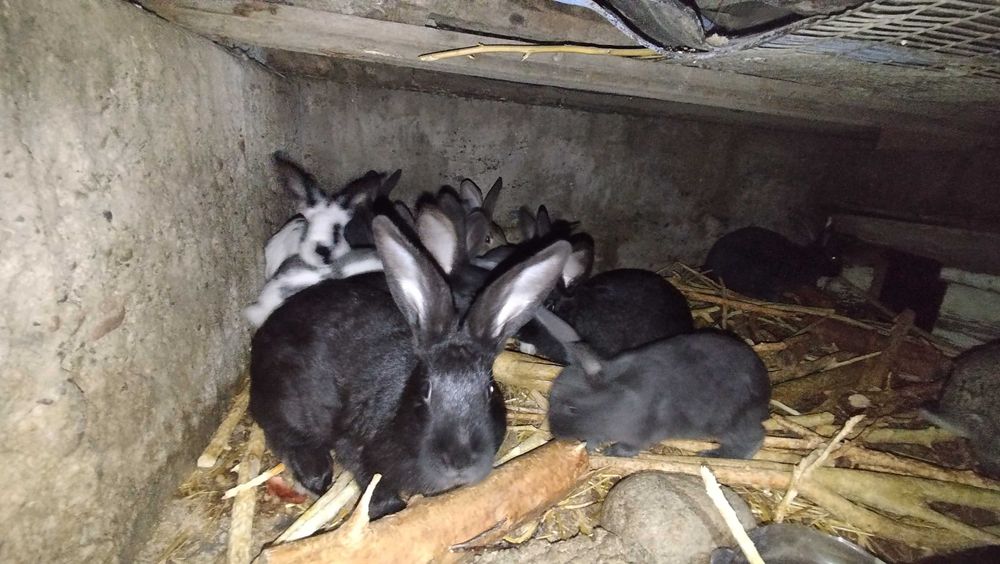 Quyonlar kichik yoshda bor.