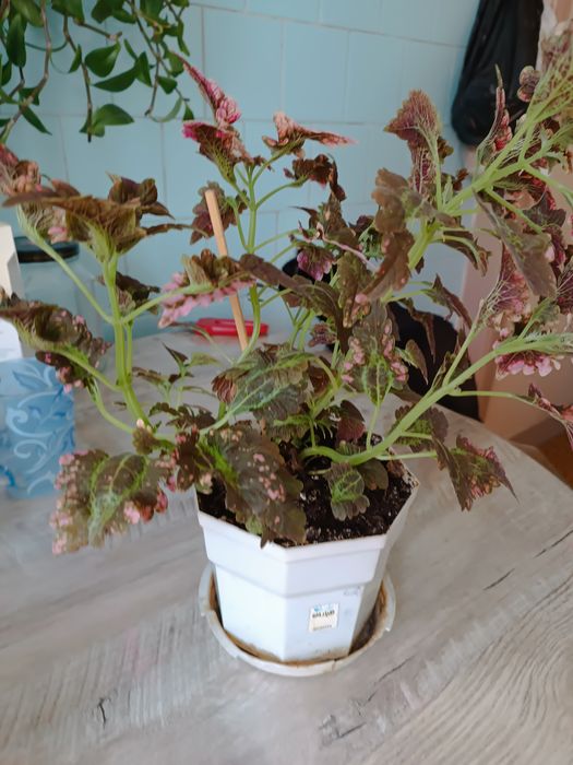 Комнатный цветок