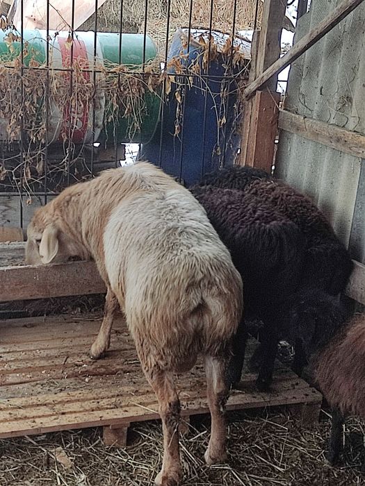 Қошқар арашан 2,5 жаста