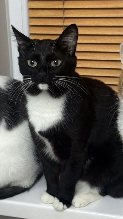 Кот в добрые руки