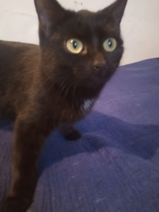 Отдам бесплатно в добрые руки