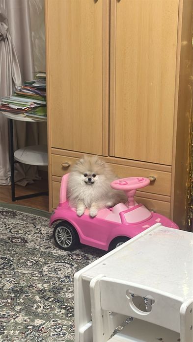 Немецкий шпиц девочка