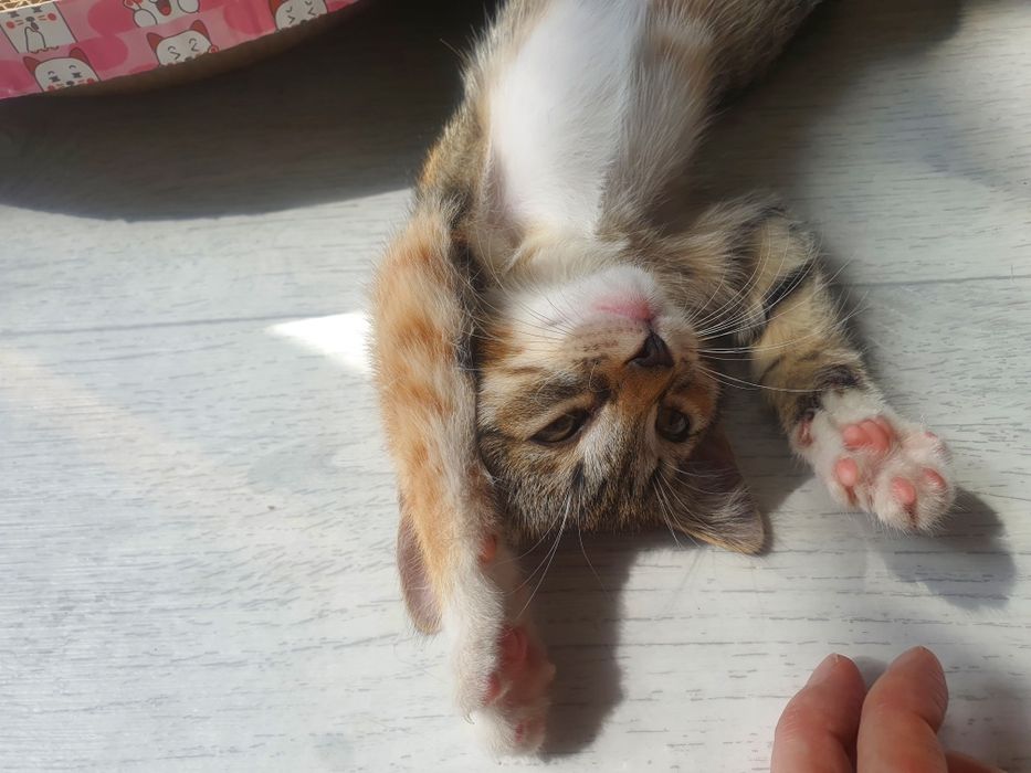 Отдадим в добрые руки котят