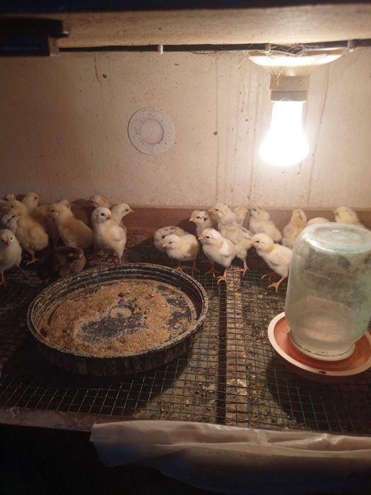 Инкубатор сотилади