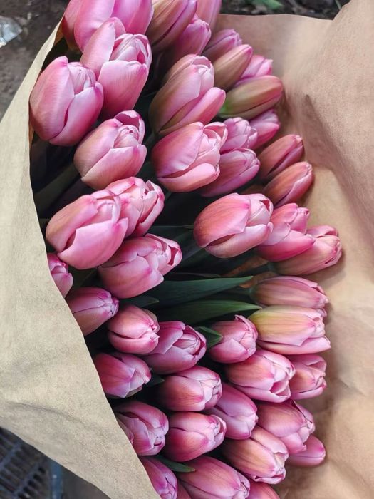 Тюльпаны только оптом