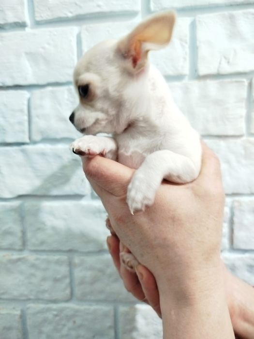 Чихуахуа девочка