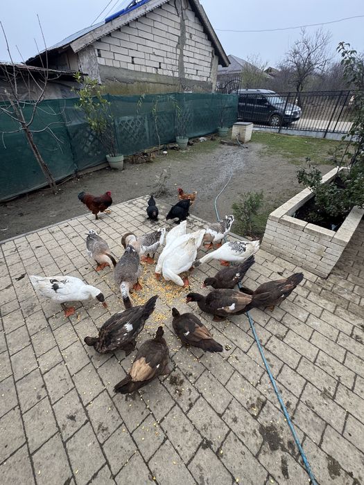 Vand gascani de anul asta