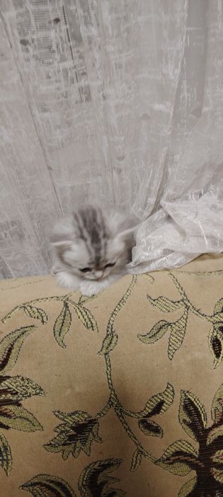 Шотландская кошечка