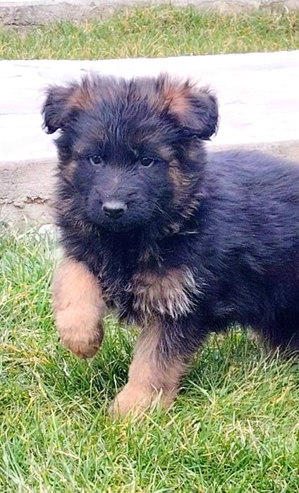 Pui Ciobanesc german