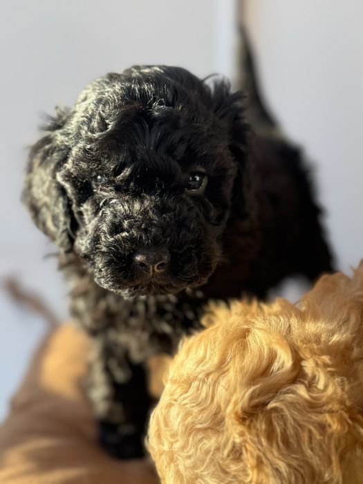 Продается Щенок той-пудель девочка