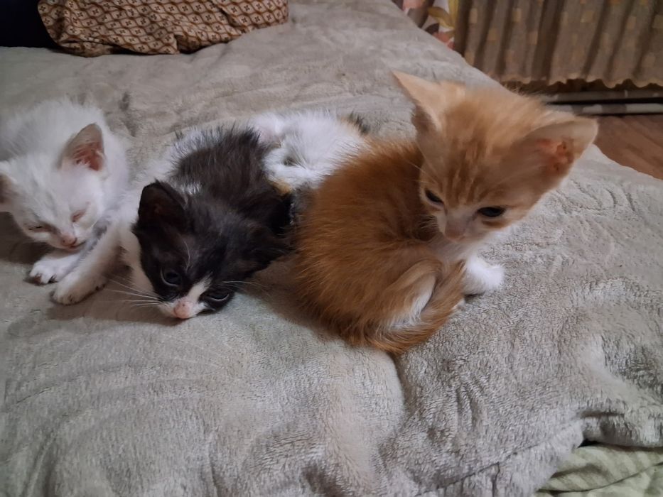 Отдам котят (Бесплтно)