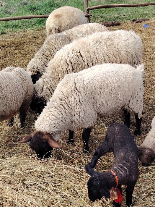 De vânzare oi sufolk 10 oi și 9 miei