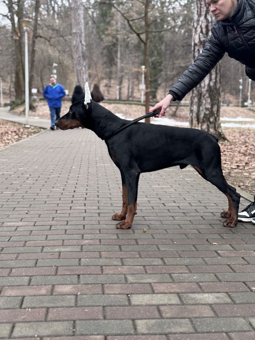 Căței Doberman cu pedigree