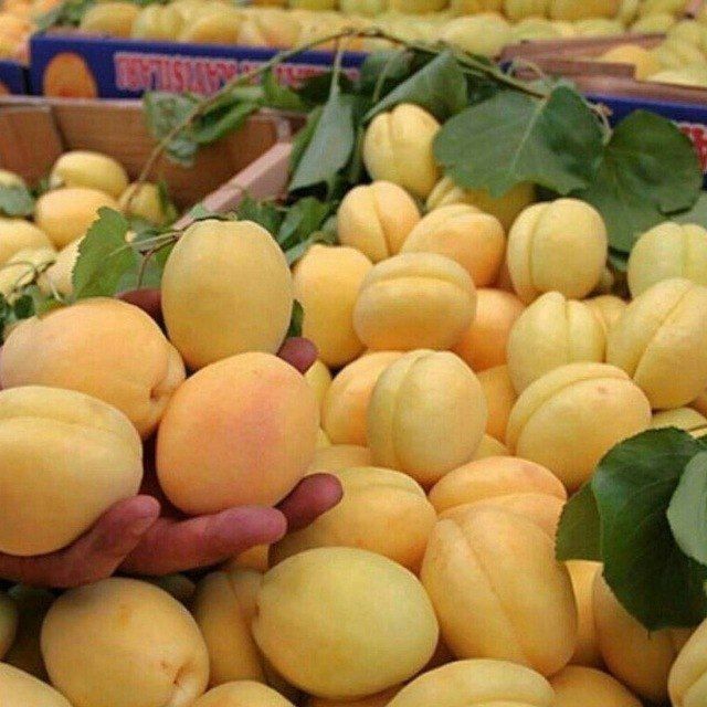 Мевали дарахтлар кучатлари дехкондан . 100% гарантия