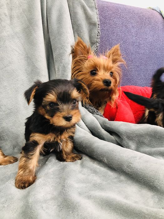 Продажа мини Йорк мальчики