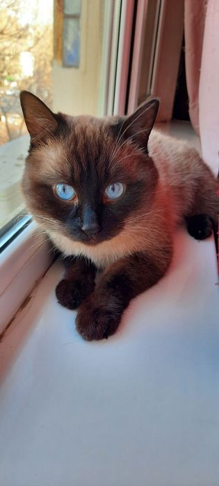 Отдаем кота в добрые руки!