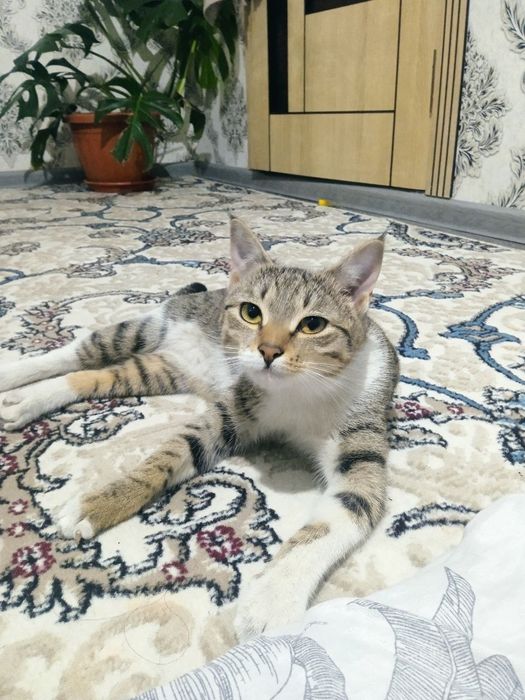 Кошка с котятами ищут дом