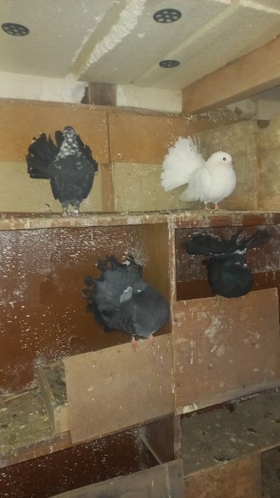 Голуби павлины кептер