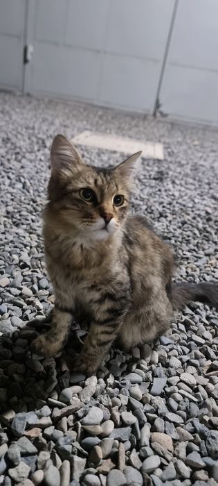 Мушук сотилади пародалик пахмок яхши кувнок уй мушук