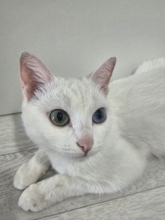Кошка Анниса.ищем кота для вязки