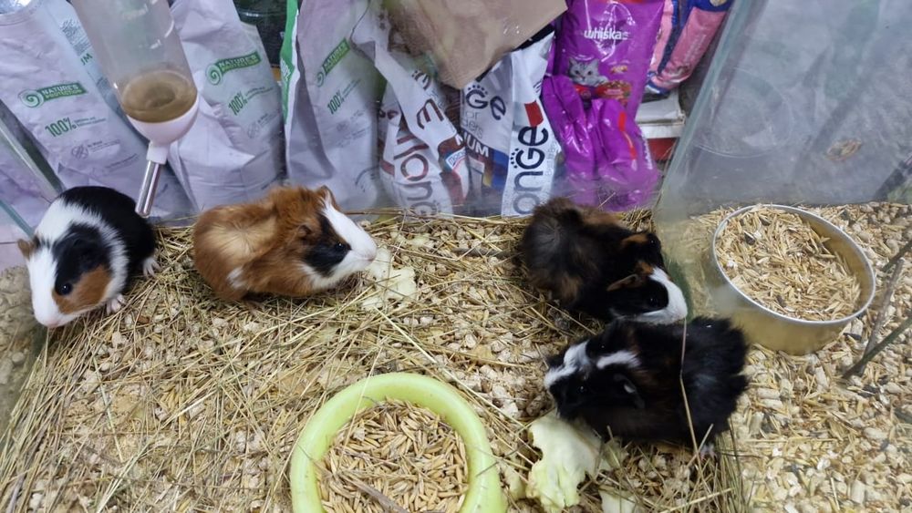 Морские свинки ,малыши