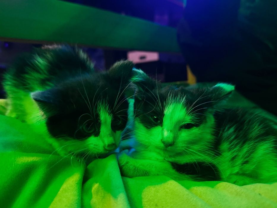 отдам котят в добрые руки