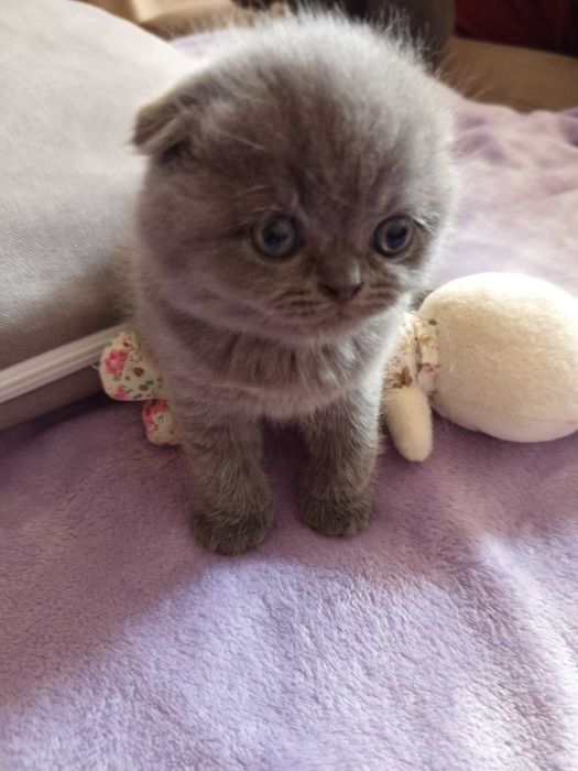 Шотландски Котенца